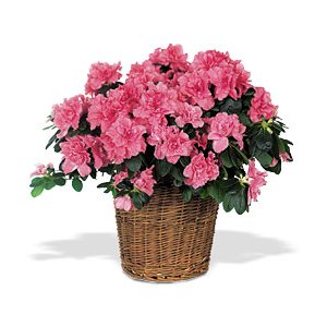 Happy Mother's Day from Zatec